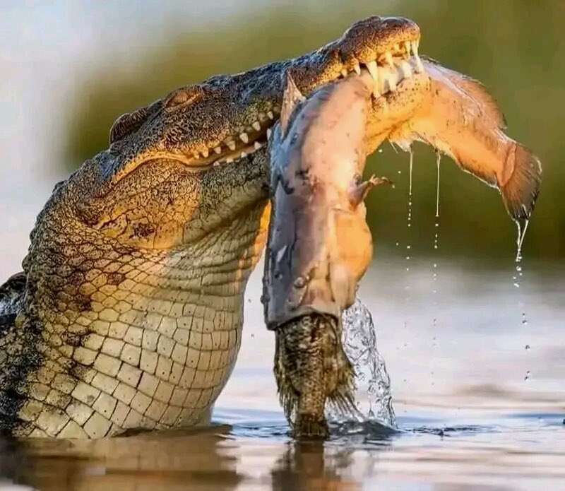 Tshikamba Nawej Claudel 👑 tweet media