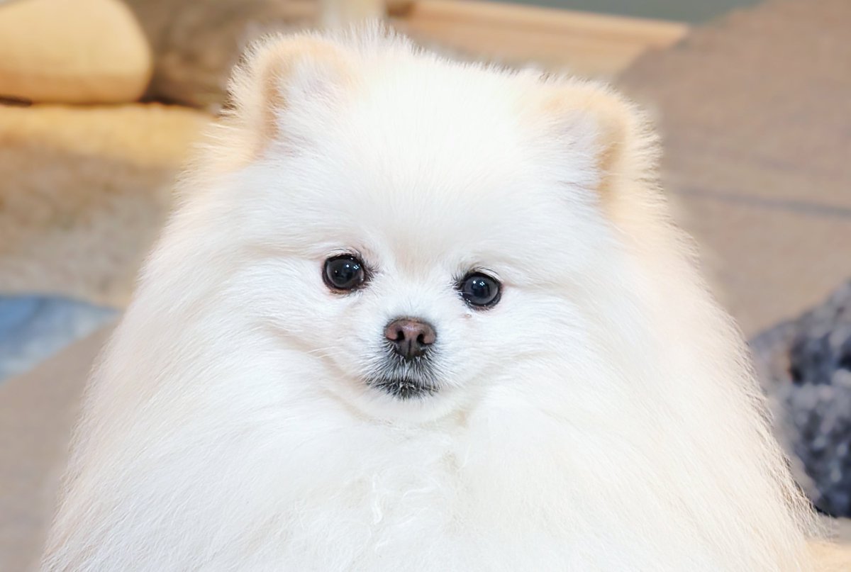 ニコチャンうめ バイクに乗ると 世界中のバイク乗りと お友達になれるの