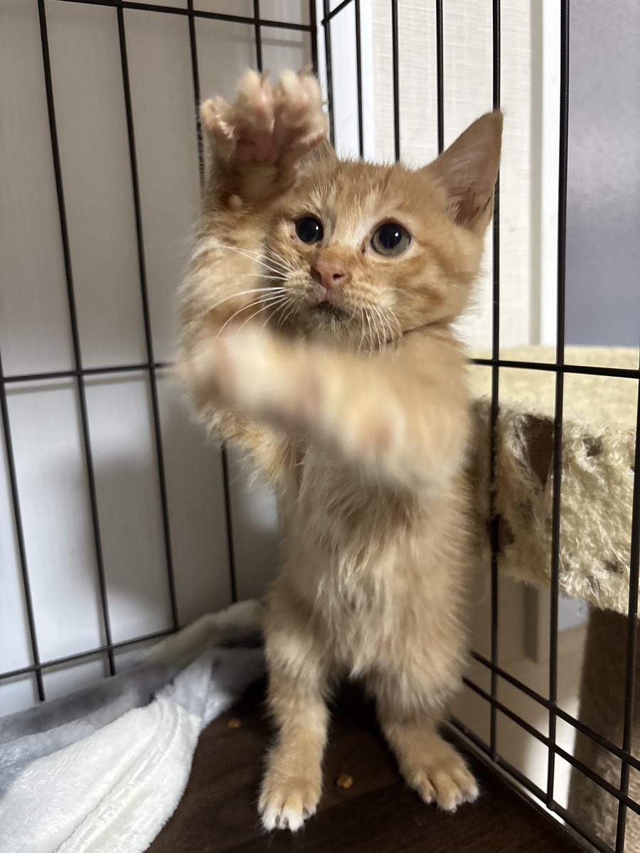 猫の動きじゃない