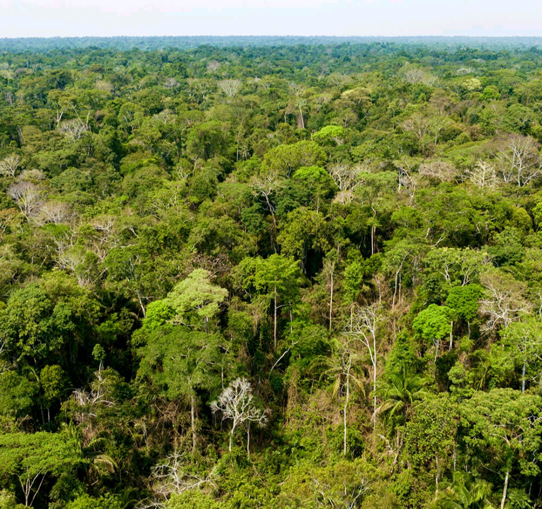 Ishimwejophesi1's tweet photo. Forests are our climate shield. 🛡️🌳
They absorb 2x more carbon than they emit &amp; protect against floods and droughts.FSC-certified forests show we can actively increase carbon stocks through responsible management.Protect forests = protect our future.#FSCForestWeek #ClimateAction https://t.co/sSztQ2gtao