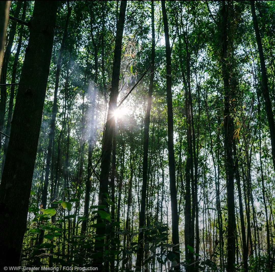 Ishimwejophesi1's tweet photo. Forests are our climate shield. 🛡️🌳
They absorb 2x more carbon than they emit &amp; protect against floods and droughts.FSC-certified forests show we can actively increase carbon stocks through responsible management.Protect forests = protect our future.#FSCForestWeek #ClimateAction https://t.co/sSztQ2gtao