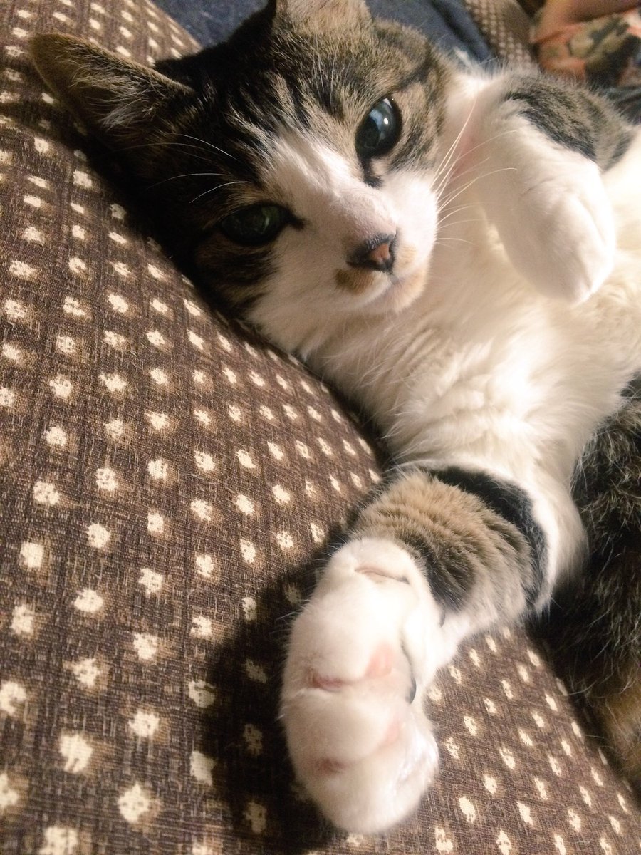 just_magicMan's tweet photo. 愛猫が亡くなった
20年。綺麗な子でしょう。
時間かかると思うけど、そのうち向かうから先に行っててね〜
大好きだよ https://t.co/W2OjjiQnzf