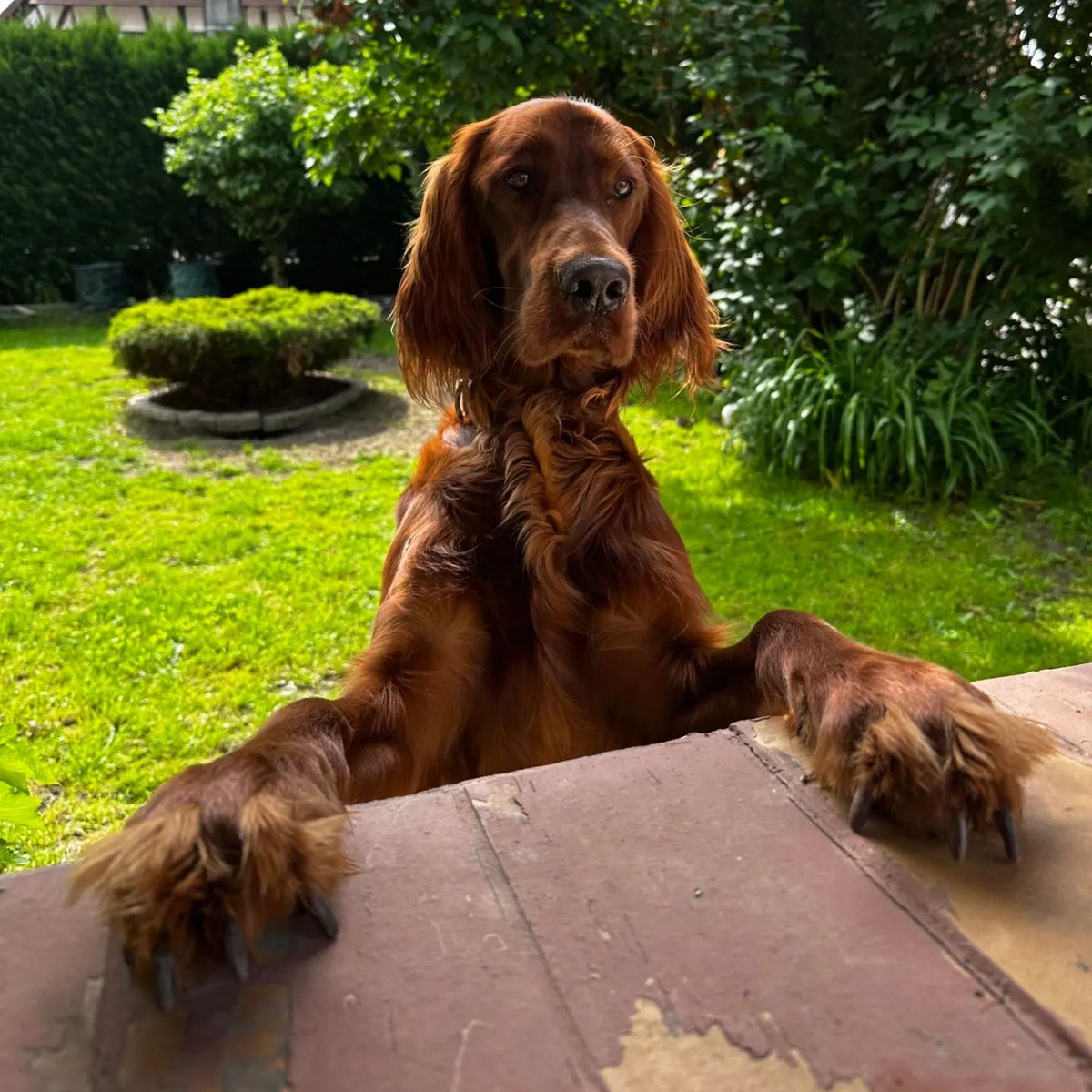 C'est quoi dans ton assiette ?

#ChienDeChasse #ChienDeVie #VieDeChienDeChasse #ChassePartage #Chasse #Passion