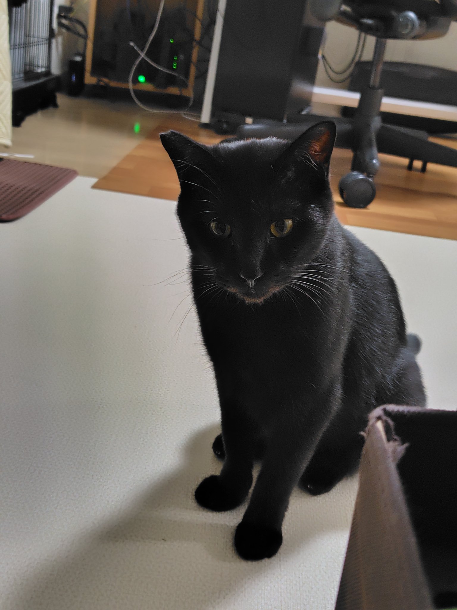 ねこパンチ 81w2IhqdTIL._UF350,350_QL50_.jpg