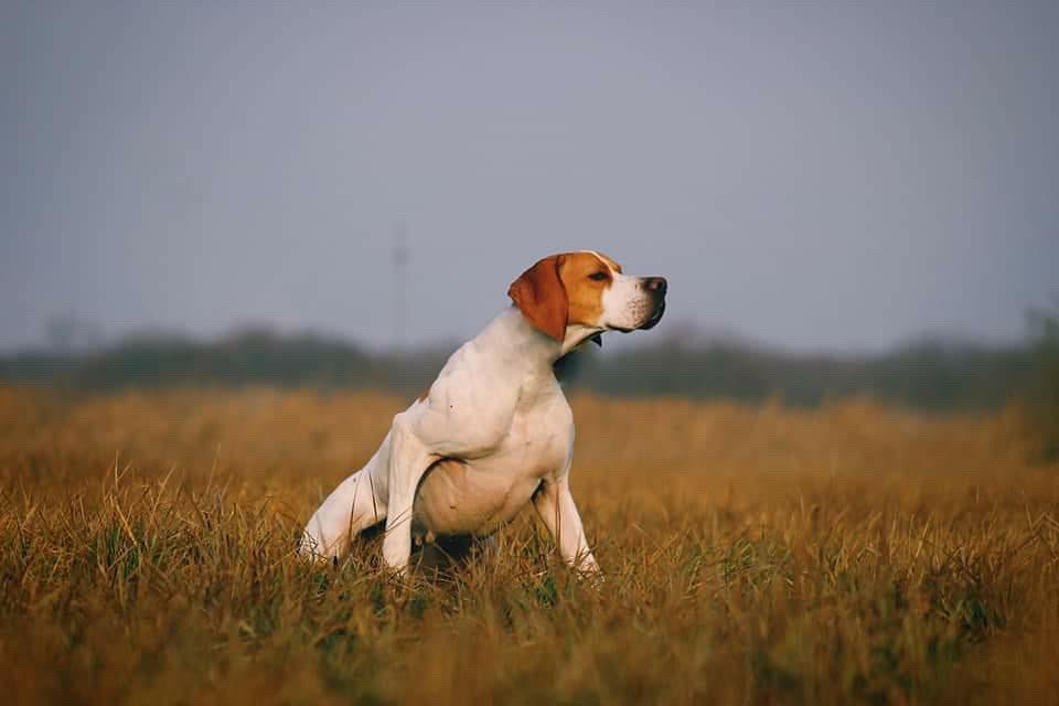 Mon dieu cette beauté !

#ChienDeChasse #ChienDeVie #VieDeChienDeChasse #ChassePartage #Chasse #Passion