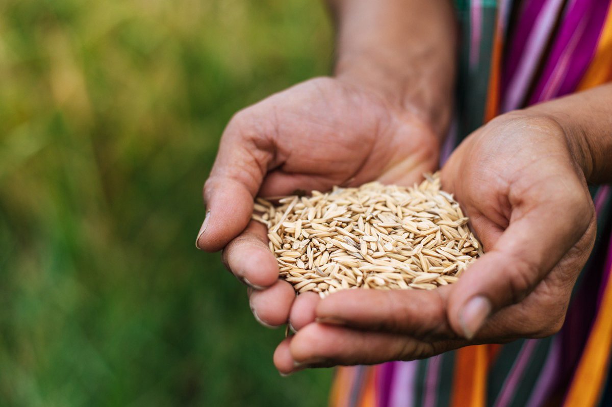 _GreenExchange's tweet photo. Did you know paddy rice could be Africa’s next big tech &amp; energy play? Beyond being food, its husk can be turned into silica , used in batteries &amp; solar panels. Rice husk ash even makes eco-friendly cement. With smarter farming &amp; processing, Africa store energy all from rice. https://t.co/h80Uuqn8eK