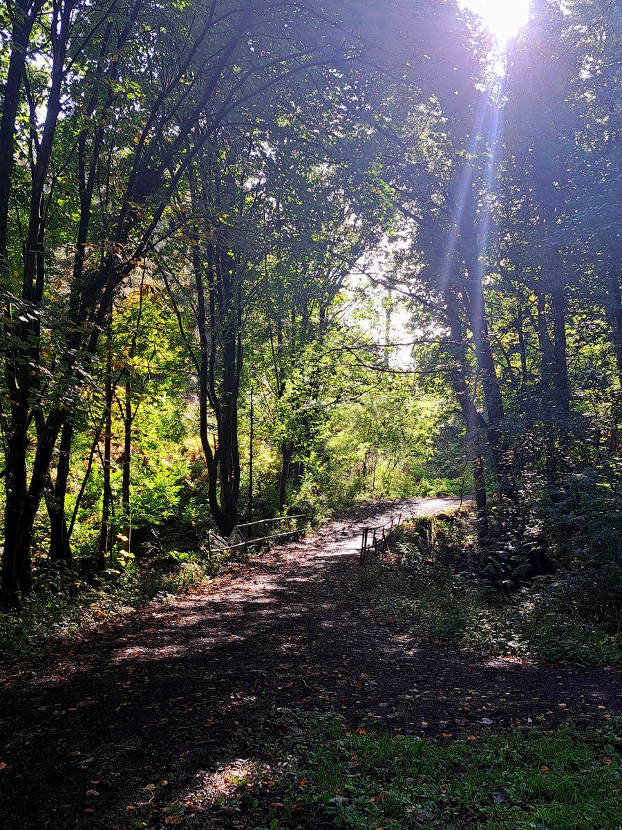 joanne_wallac's tweet photo. @Natures_Voice Somerset Forest, Coleraine https://t.co/1krCfOKa5L