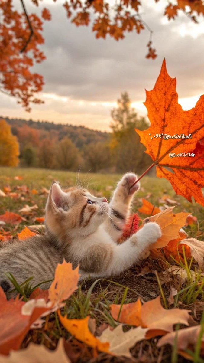 ˚ʚଓ𓂃∘•˚જ ˢᵘˢᶦ tweet media