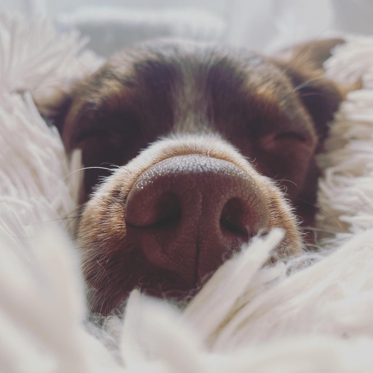 La petite pose cocooning du vendredi ...

#ChienDeChasse #ChienDeVie #VieDeChienDeChasse #ChassePartage #Chasse #Passion