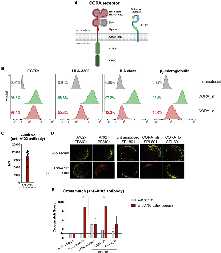 💡 New in @MolecularTherapy: CORA-T cells selectively eliminate alloreactive B cells driving antibody-mediated rejection 🔥 Active even under tacrolimus, they promise safer long-term graft survival 🧬💉 #Transplantation #CellTherapy

🔗 doi.org/10.1016/j.ymth…