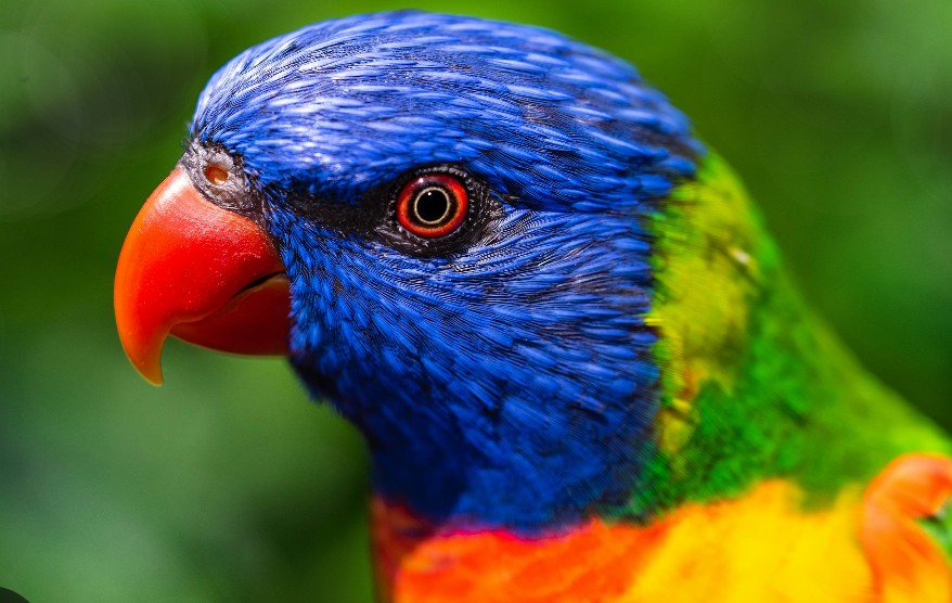 Hello 🦜💙💚❤️🧡💃