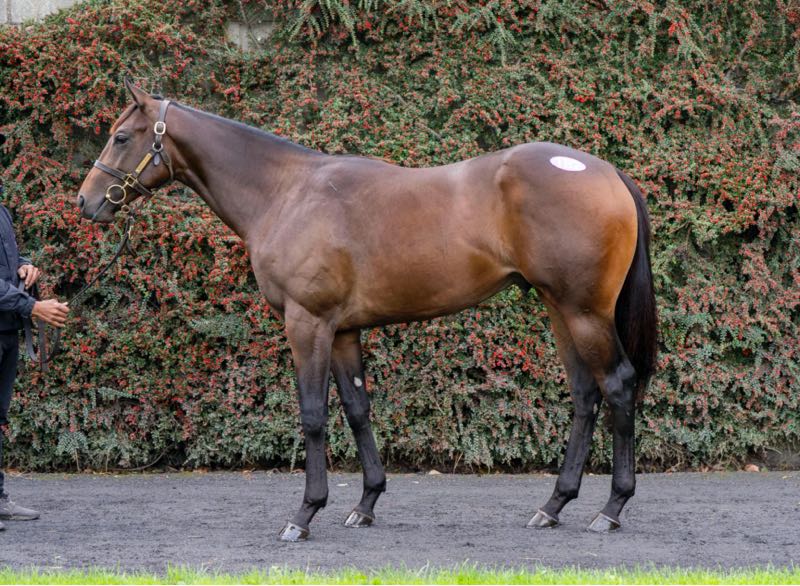 MprUpdates's tweet image. 💥Our 3⃣ new colts from @Tattersalls_ie are now LIVE!
👑 Naval Crown ex Lamsa
🐻 Kodi Bear ex Sea Of Joy
🌟 Sergei Prokofiev ex Silver Link
Three exciting prospects, with over 50% of shares already sold in each! 🔥
📩 Share details👉bit.ly/4nuFPJc
#TeamMPR