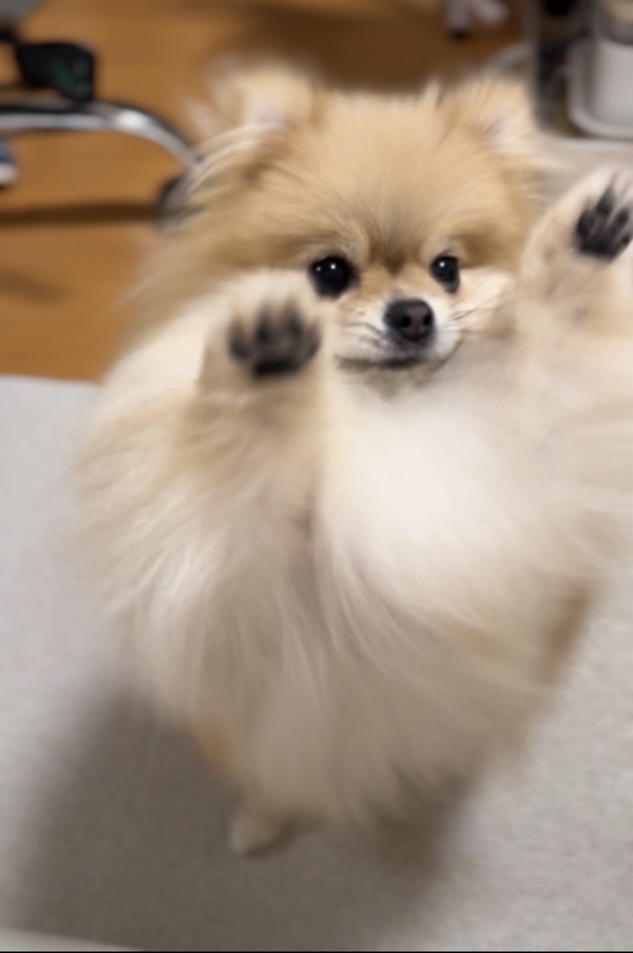 S I N O 🐩🌊🏄‍♀️ on X: 
