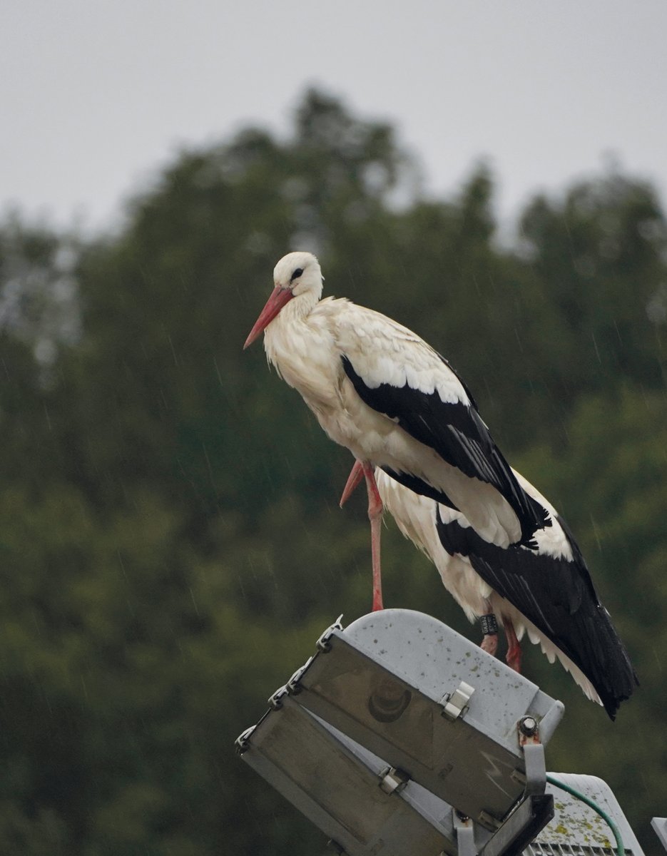 🕊️ Fa dos diumenges, a poques hores perquè s'acabés l'estiu, desenes de cigonyes s'aturaven a l'escola La Bòbila de les Preses enmig del seu viatge cap a zones menys fredes del planeta.

📷 La fotografia de Mer Salvat d'aquesta setmana per a la secció #OcellsdelaGarrotxa