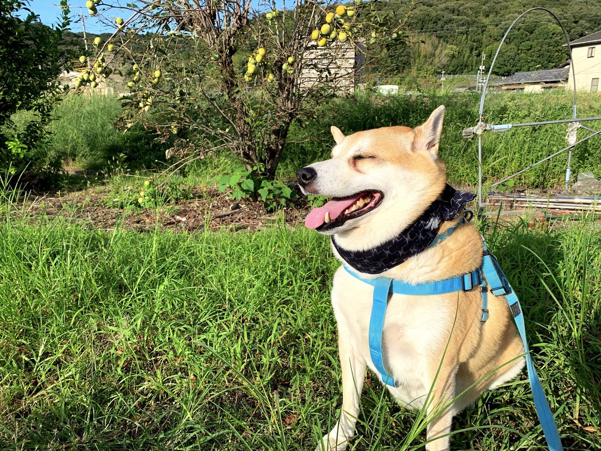 skydong_bicchu's tweet image. 早朝の本降りの雨は夜明け前には上がり、夕刻には御覧の通り爽やかな秋空の広がったゴン太地方。稲田を渡る涼風を浴びて、殿も気持ちよさそうです。 #sky #clouds #ricefield #dog