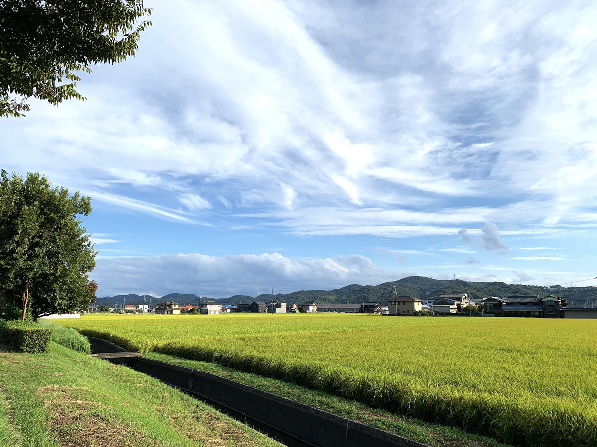 skydong_bicchu's tweet image. 早朝の本降りの雨は夜明け前には上がり、夕刻には御覧の通り爽やかな秋空の広がったゴン太地方。稲田を渡る涼風を浴びて、殿も気持ちよさそうです。 #sky #clouds #ricefield #dog