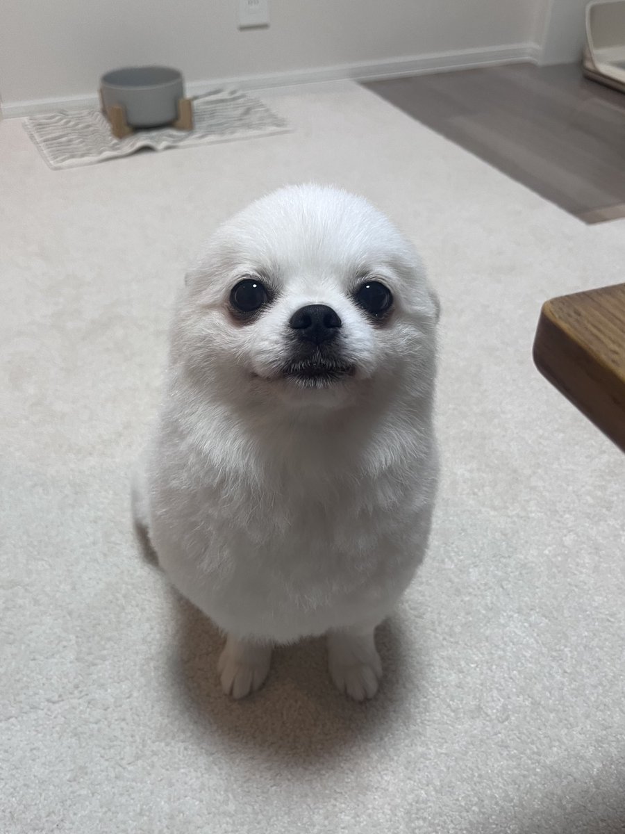 アザラシいぬのお耳が
←あるとき                            ないとき→