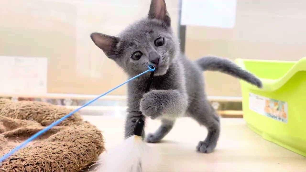 ロシアンブルー様⁂ Meow Moe on X: 