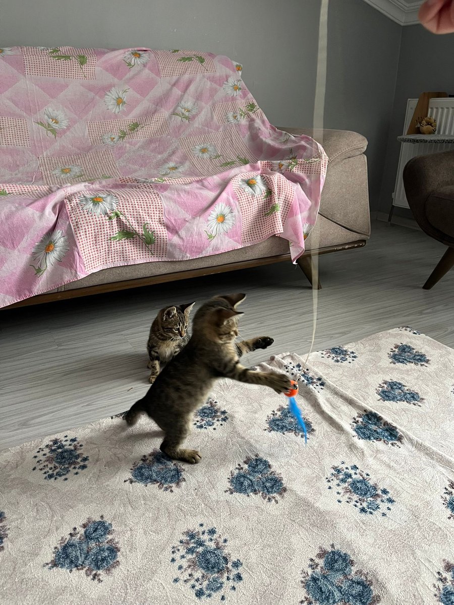 Herkese merhaba, iş yerimizin bahçesinde bulduğumuz bu üç yavru için yuva arıyoruz. Tekir olanlar çok oyuncu, siyah olan daha kendi halinde. Tekirlerden birinin karnında iki tane fıstık çıktı ancak ameliyatı için destek olmak istiyoruz. Üçü de erkek😍