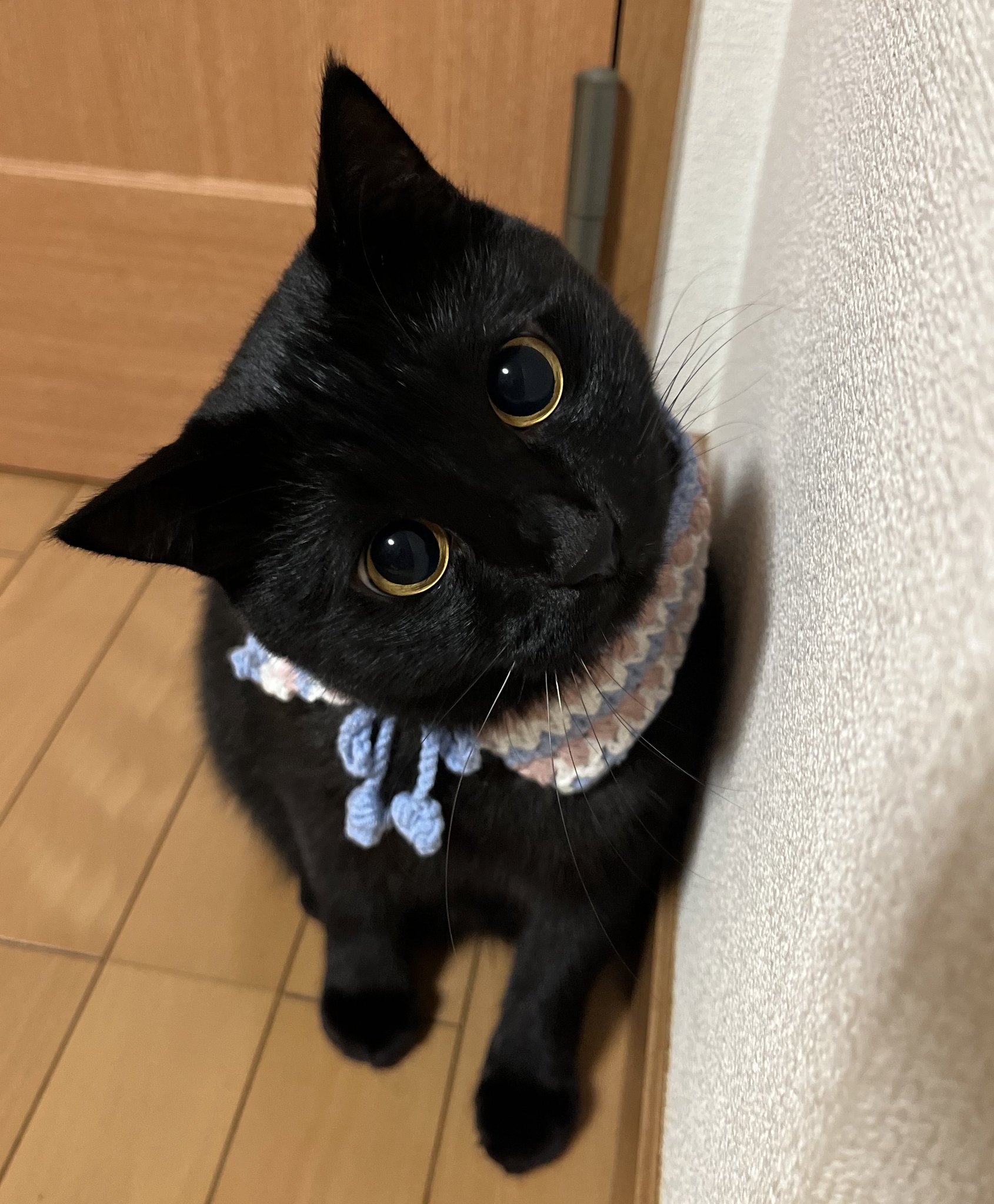 くろ　ねこ　 うに3才 on X: 
