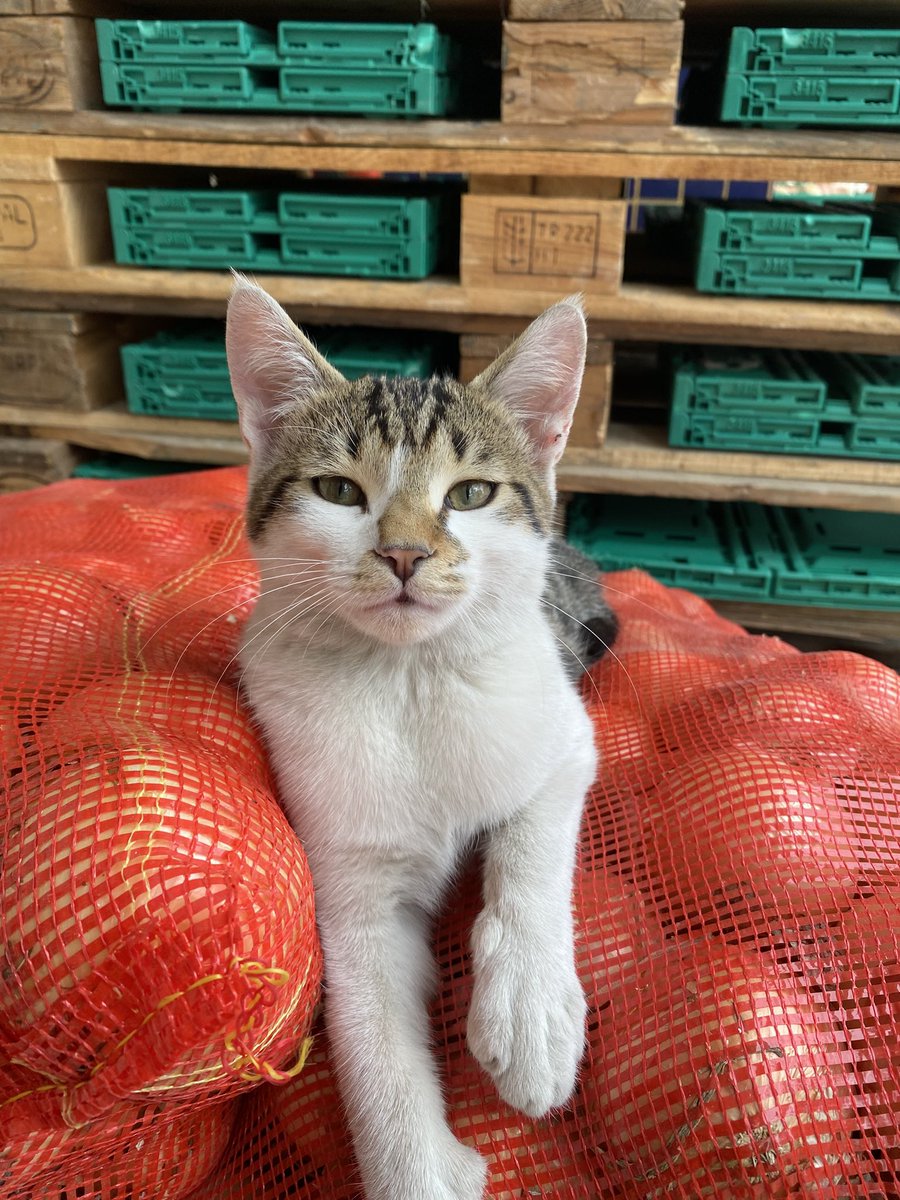 evi olmadığı için soğan satan karizmatik bakışlı kediler vardır

4-5 aylık, erkek, çankaya/ankara