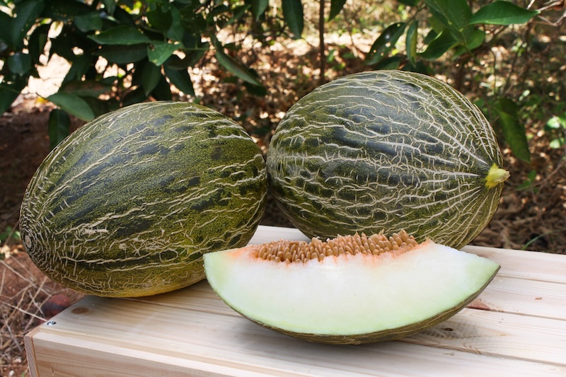 REVISTAFYH's tweet image. El ‘todo al verde’ de @intersemillas1 

La casa de semillas vuelve al origen para mostrar sus últimos desarrollos en #melón piel de sapo, #tomate, #pimiento, #pepino, #sandía…, con los que ofrece “soluciones reales a los desafíos del mercado”.

fyh.es/el-todo-al-ver…