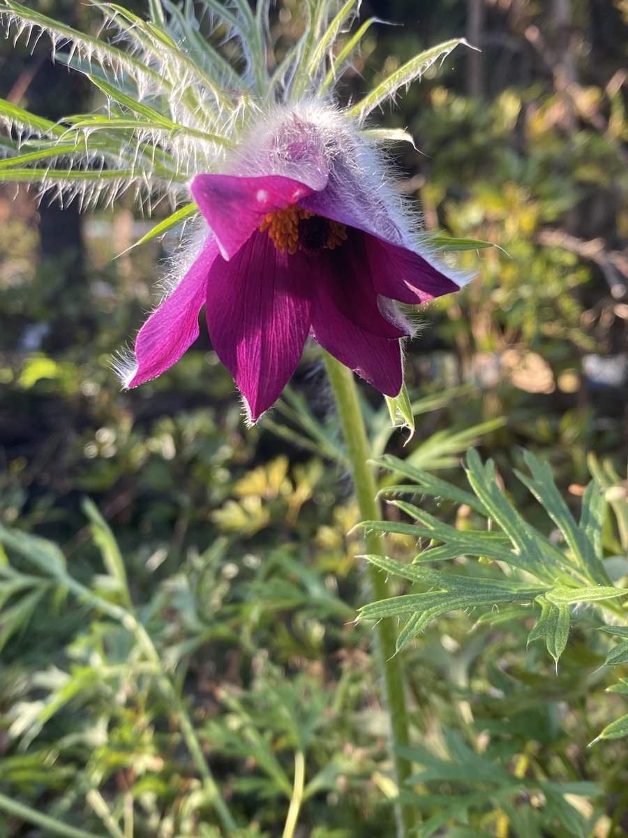 Pasque flower - 6 months late or 6 months early?