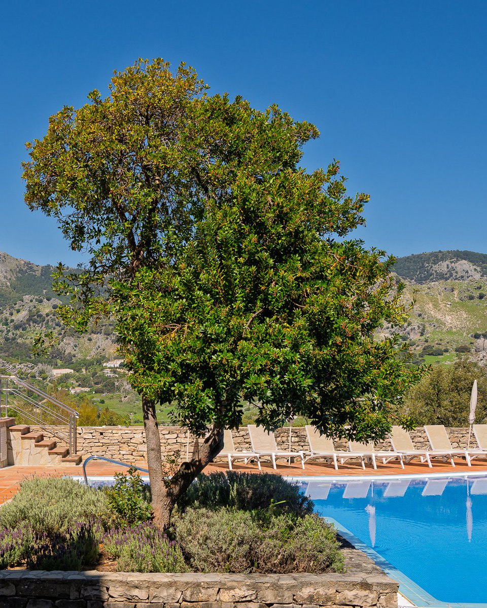 Sol, relax y naturaleza se ponen de acuerdo para enamorarte ¿Caerás?
#FuerteHoteles #FuerteGrazalema #Grazalema