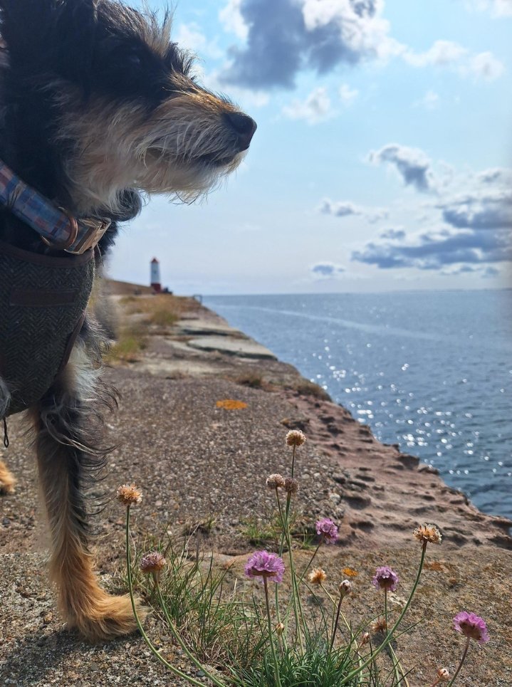 DestTweedUK's tweet photo. It’s all about perspective 🔍Can you guess where one of the smallest members of our team is today? 🤔
Hint: It’s an iconic piece of architecture & will mark the end of the River Tweed Trail route!
#destinationtweeduk #rivertweed #whereisthat #officedogs https://t.co/QC3dnnQywJ
