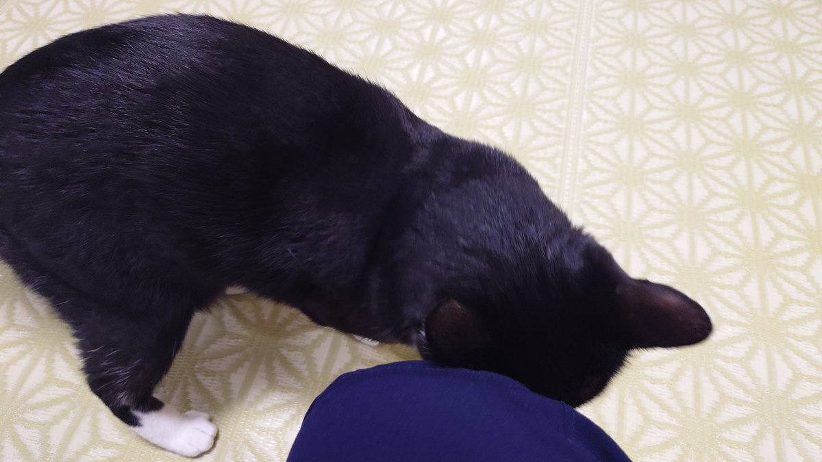 CIbPeFjePNtA1FP's tweet image. おかえりー

#今日のあんこ