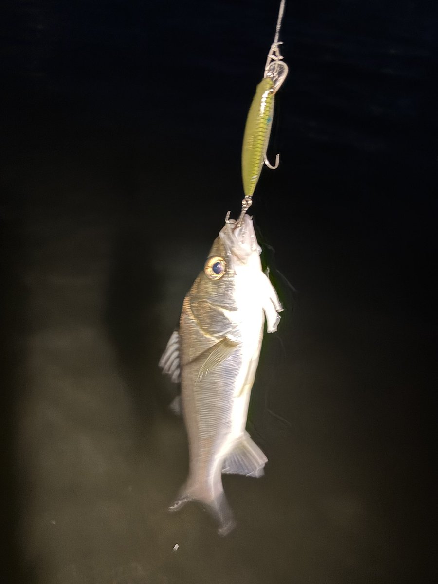 fishhand_'s tweet photo. 夜な夜な短パンウェーディング
ミズキだけ持っていってけっこう遊べる https://t.co/7kByXg3azW