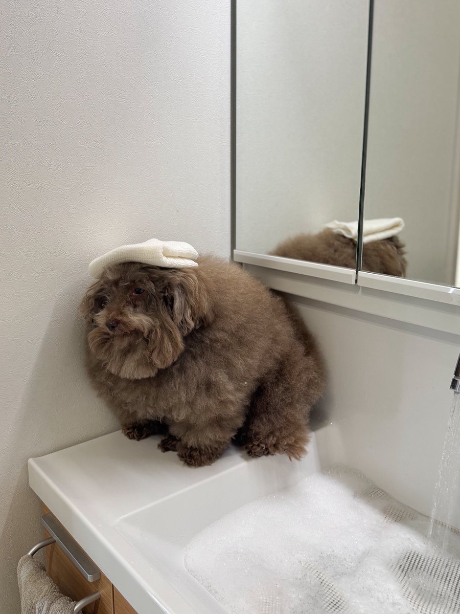 これは お風呂に入れられると気づいた犬の絶望の顔