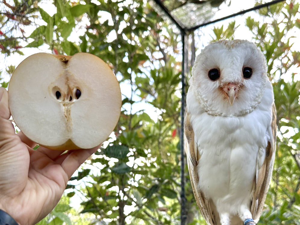 梨です。アイです。

#徳山動物園　#メンフクロウ　#フクロウ　#アイ　#梨　#秋