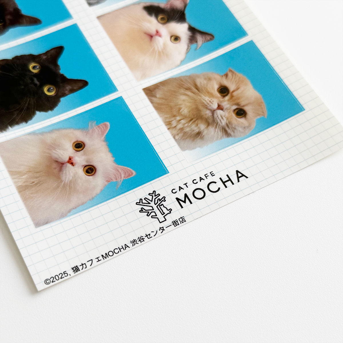 猫カフェMOCHA 】アルシェ大宮店 2025年Spring トレカ 猫カフェmocha