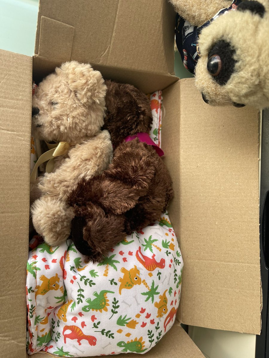 Every is very VERY excited because they know the boys are off to a new home today AND they are cuddling together