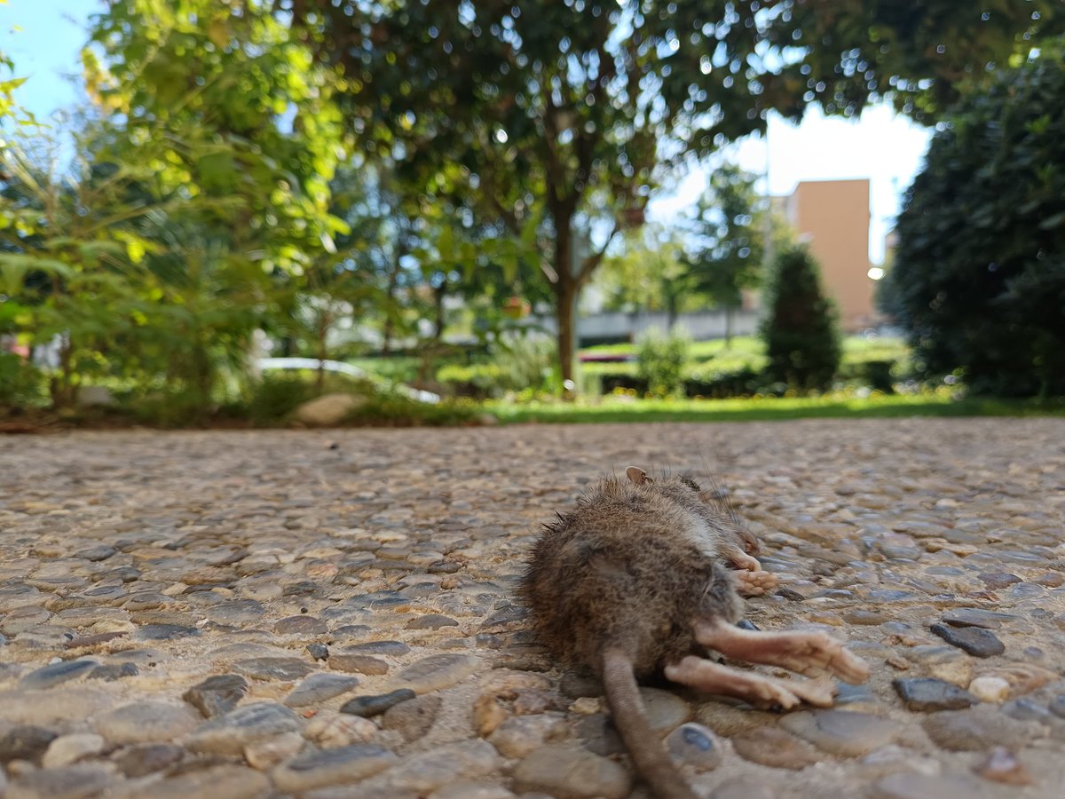 alexvinolas's tweet photo. Imatge i primer video , 29/09/25. Segon video de fa 10 dies.
Davant escola pericot. Els gats no donen l'abast. Em plantejo prendre classes de flauta per replicar un senyor d'Hamelín per traslladar els petits rossegadors a uns altres indrets de la ciutat.
@Girona_Cat @AVmontilivi https://t.co/zJSzkjSnUR