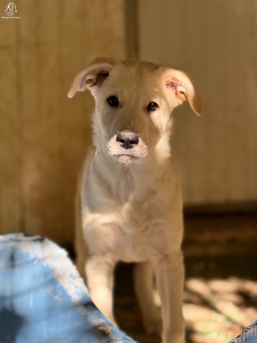 cuccefelici's tweet image. Hera ed Eracle sono #cuccioli nati a giugno 2025 recuperati in una frazione di #LAquila. Buoni, affettuosi, vivaci e ben socializzati con persone e altri cani. Future tg medie. Vieni a conoscerli in Rifugio!  bit.ly/HeraEracleLNDC… #LegadelCane #canile #adotta
