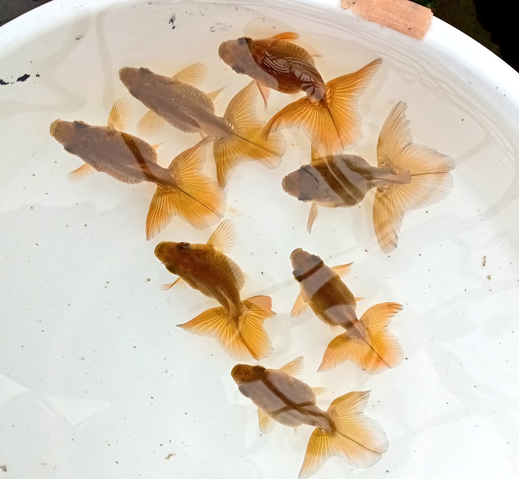 tosakinbunjyou (@tosakinbunjyou) / Posts / X