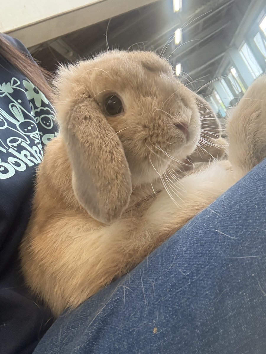 どーなつ君は、爪切りが大の苦手…💦
「上手に切ってくださいね…🐰」
と目で訴えてくるタイプです👀

今日も楽しい一日でした♪

#牧歌の里　#ウサギ