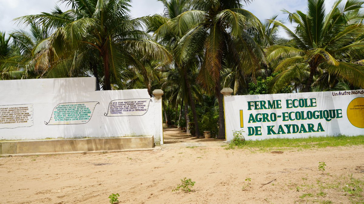 FAOSenegal's tweet image. 📍Fatick, Louga|🗓️22 au 26 sept.
Mission de supervision de #RIPOSTES avec @IrlEmbDakar dans le cadre du projet PVA-Résilience
Visite inspirante à la ferme agroécologique Kaydara et rencontre avec les incubés via le protocole FAO–Jardins d’Afrique 🌿!