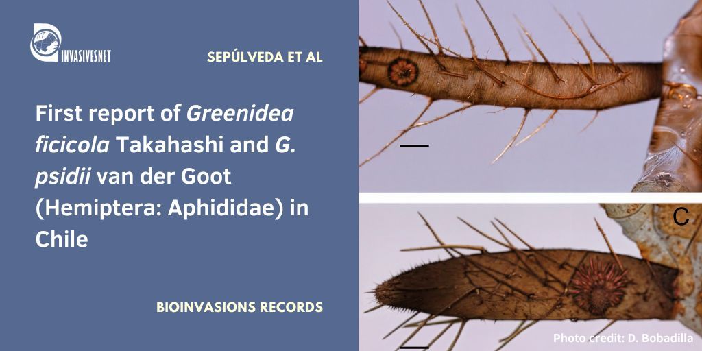 Invasivesnet's tweet image. Two species of the genus Greenidea are described morphologically and molecularly, expanding their distribution. This is the first record in Atacama Desert, northern Chile. Open access buff.ly/r3Dye7Q #INVASIVESNET #BIR