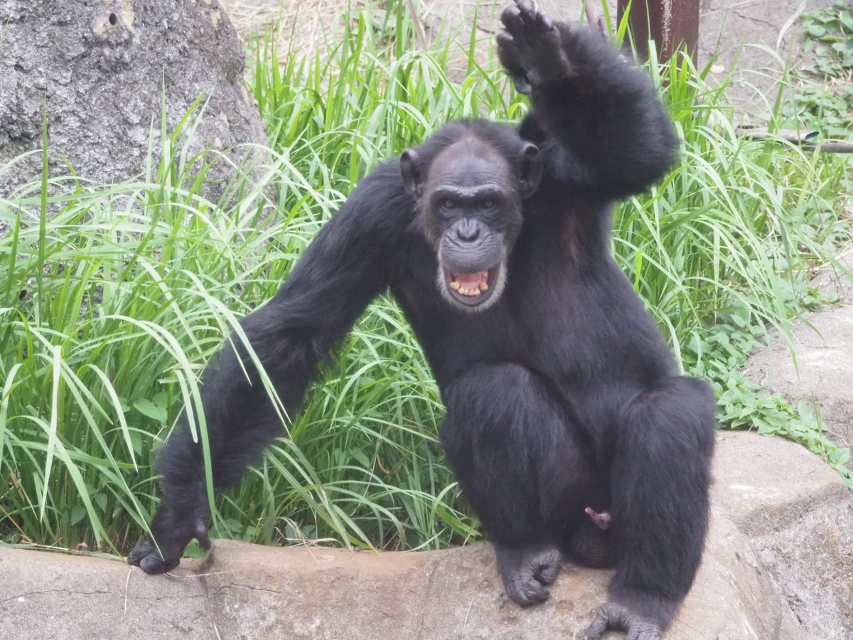 ⭐︎チンパンジー⭐︎ HANSA（ぬいぐるみ） BH1759 チンパンジー HANSA ちんぱんじー