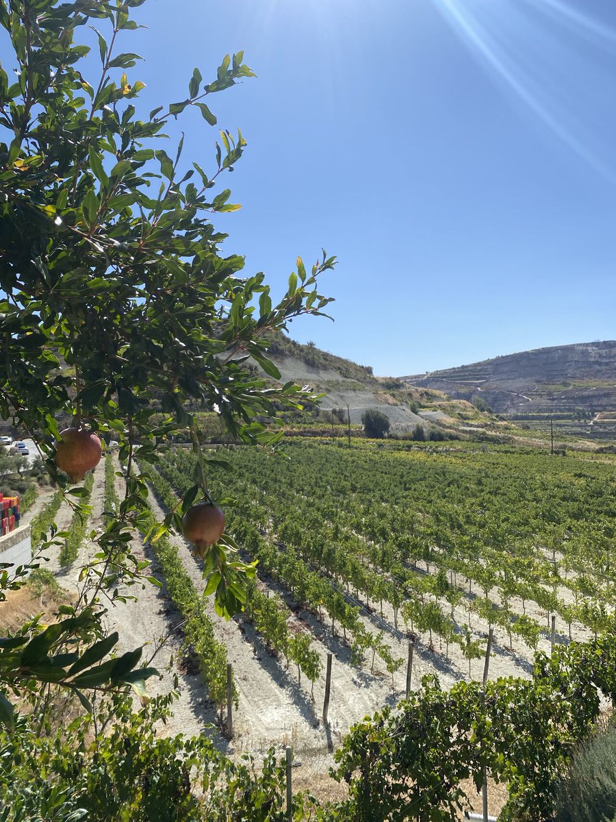 SmartVitiNet's tweet image. Only 5 days left until the Cyprus Demo Day! Will you be joining us in the beautiful Kitma Gerolemo?

Witness the precision viticulture technology in action, and additionally, learn about the funding opportunities on the 3rd of October 12:30! smartvitinet.eu/demo-day-in-cy…
