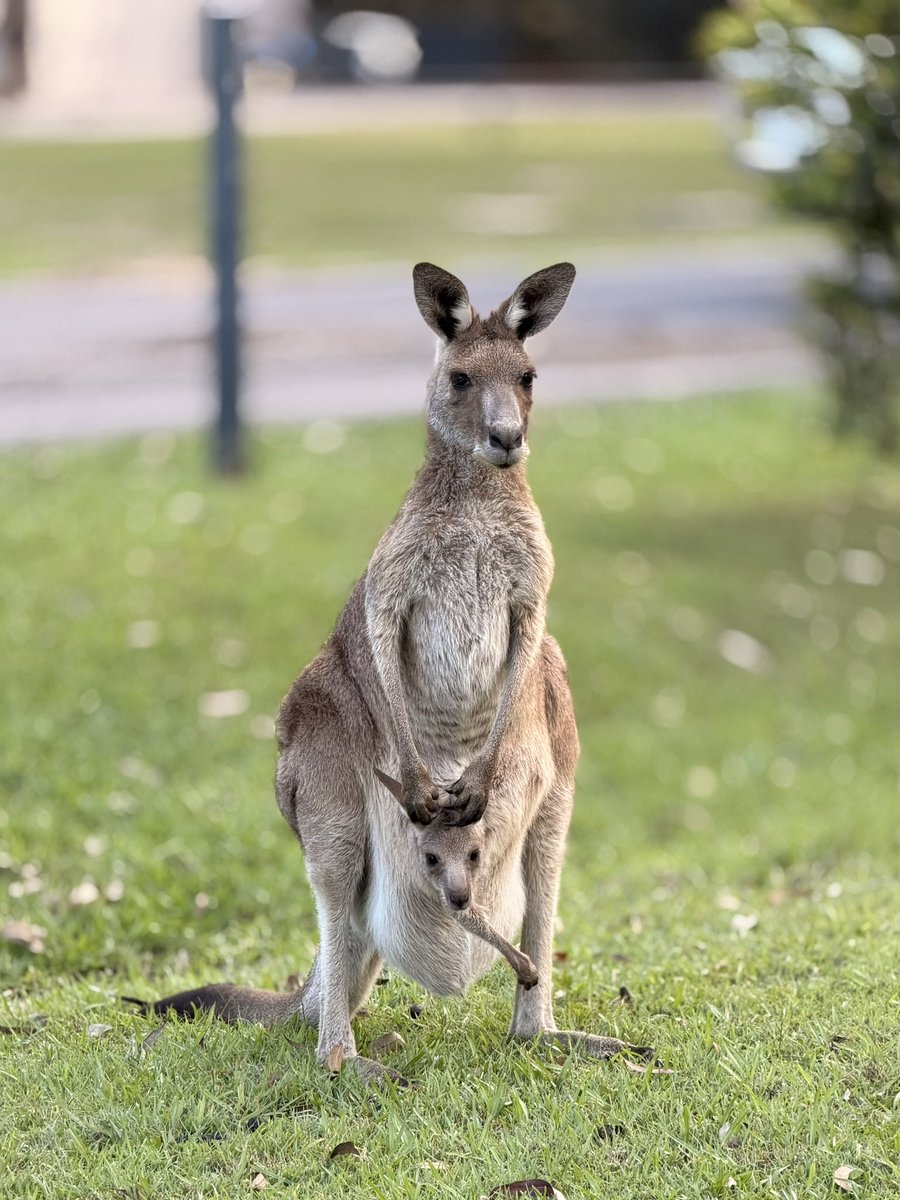 martin_ict_algo's tweet image. Beautiful Joey and mommy kangaroo. Shot on iPhone 17 pro