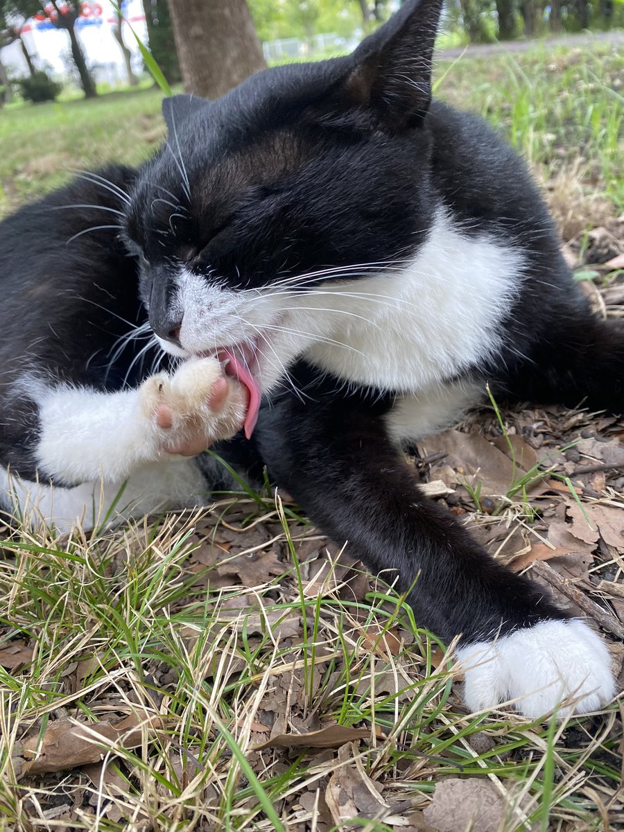 にゃん太郎 (@nyannyan__taro) / X