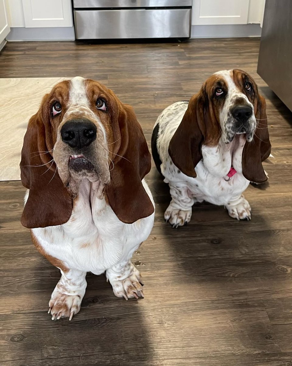 DroopyTales's tweet photo. Playtime + break time = perfect sibling duo 😌
.
.
#bassethound #dogday #BB27 #AsiaCup2025 https://t.co/5I72Sdq66x