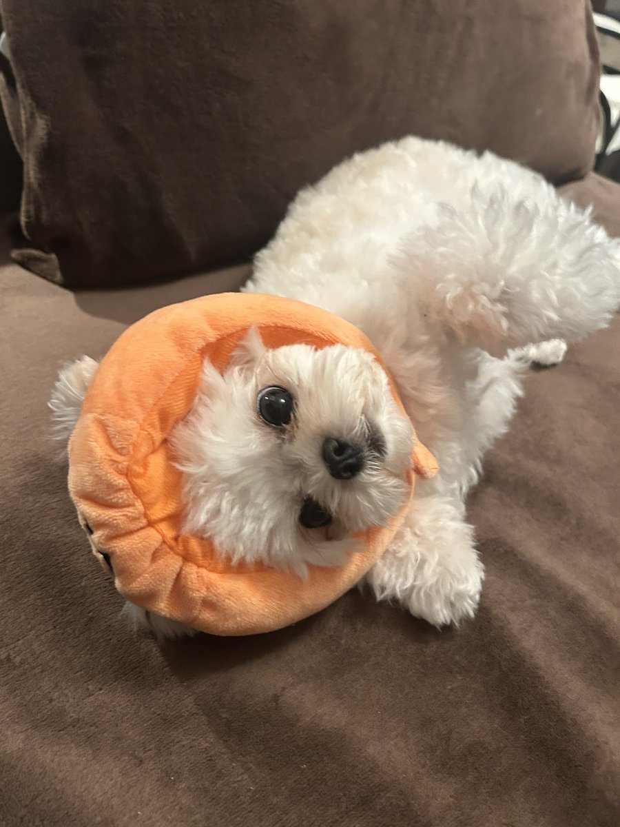_uniniinu's tweet photo. ハロウィンまで1ヶ月🎃
わたしは飼い主にかぼちゃにされたよ🎃... https://t.co/3UXwodDHnD