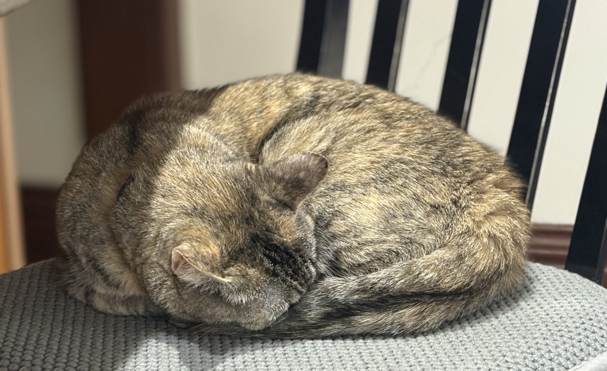Happy #kittyloafmonday I’m baking a boule today 😹💖We hope you have a fabulous week &amp; remember to be the reason someone smiles 
#CatsOfX #catsoftwitter #TabbyTroop
