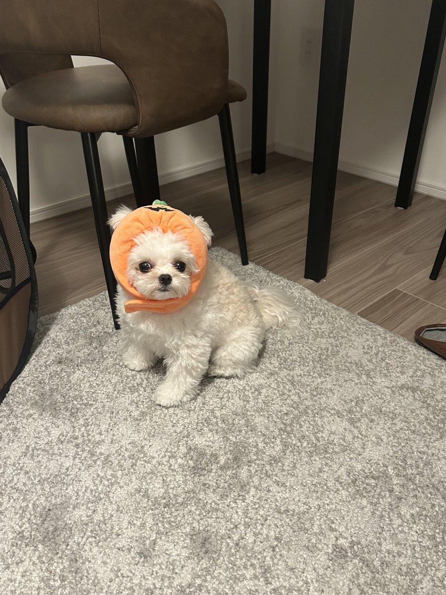 _uniniinu's tweet photo. ハロウィンまで1ヶ月🎃
わたしは飼い主にかぼちゃにされたよ🎃... https://t.co/3UXwodDHnD