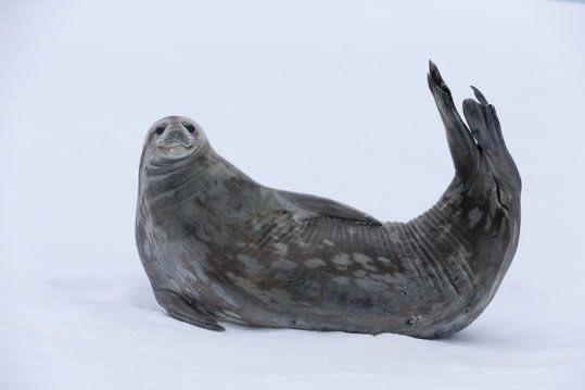 "man, i really wonder what that one nutritious yellow fruit with potassium is!"

the smart and helpful weddell seal: